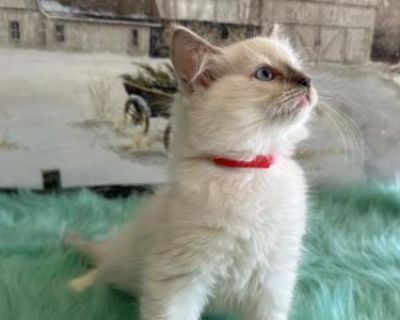 Tammy - Ragdoll Male Kitten For Sale