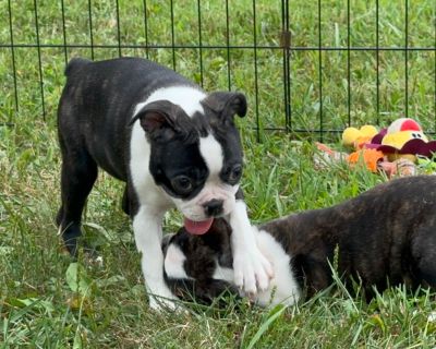 3 Male and 3 Female Boston Terrier Puppies for Sale