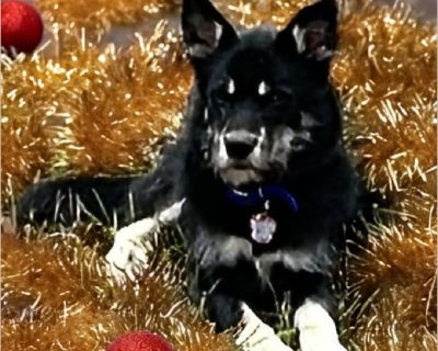 Nut Tasha Schultz - Female Puppy German Shepherd mix for Adoption