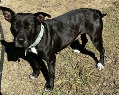 Miranda Lambert is one of the sweetest, most gentle dogs you will ever meet. She always wants to be by your side giving you love. She came into the shelter with her 7 puppies and is now looking for a forever home. She is good with other calm, gentle dogs but likes her space in and outside the kennel. Common UTI's, has to have regular vet care and specialized food.. House-trained Yes Health Spay...