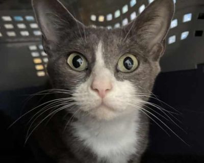 Adult. Gray or blue (mostly). Hair: short. Microchipped. You can fill out an adoption application online on our official website. Macadamia, affectionately known as Miss Mac is a sweet, gentle girl who was found in heartbreaking circumstances. She was locked in a dog crate with her kittens and abandoned on a hot summer day. Thankfully, a kind-hearted neighbor rescued them, and now Macadamia is ...