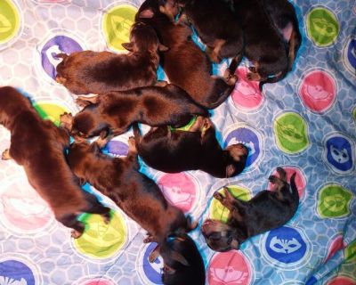 Rottweiler Puppies