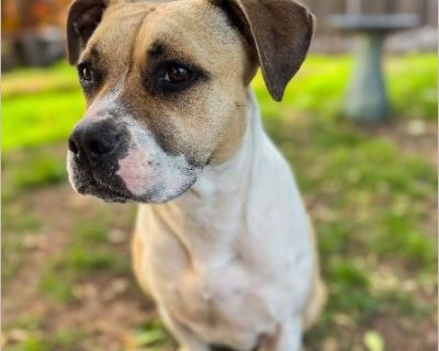 Millie - Female Puppy Staffordshire Bull Terrier for Adoption