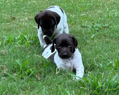 2 Male German Shorthaired Pointer Puppies for Sale