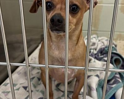 Ruxpin - Chihuahua Male Dog for Adoption