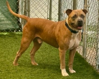 Ernie - American Bulldog & Staffordshire Bull Terrier Mix Male Dog for Adoption