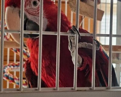 Female Greenwing Macaw 2 1/2 yrs old. Talks some, loves attention. Comes with