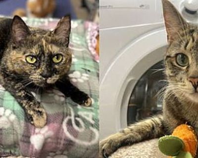 Kandi & Kane- bonded pair - Domestic Shorthair Female Cat for Adoption