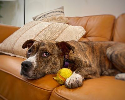 Charming Ark Cute Cuddler - Pit Bull Terrier & American Bulldog Mix Male Dog for Adoption