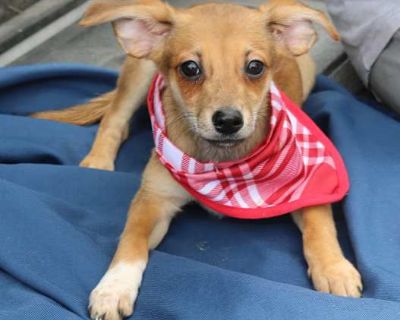 Chestnut - Chihuahua/Dachshund Mix Female Puppy for Adoption