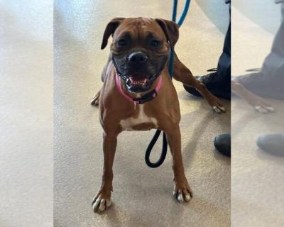 ROSIE - Boxer Female Adult Dog for Adoption