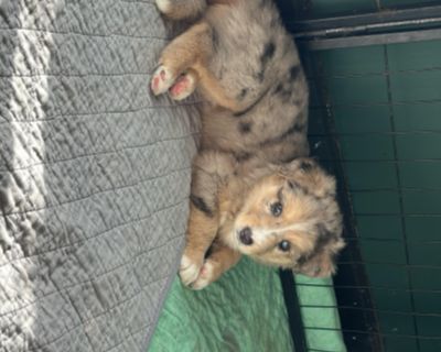 Coral - Australian Shepherd & Siberian Husky Mix Female Puppy for Adoption