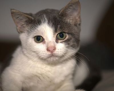 Smokey - American Shorthair Male Cat for Adoption