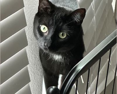 You ever meet someone and just know they cheated fate? That's me-Ivan. I wasn't supposed to make it. I was the scraggly black kitten in a too-small cage at a run-down pet shop in Texas, fighting off ringworm and boredom in equal measure. I didn't even meow. I just ' | waited. Until she came. My person. My hero. She scooped me up, gave me a name, took me home, and introduced me to the wonders of...