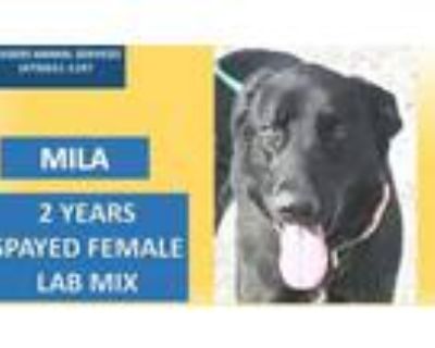 Adopt MILA a Labrador Retriever