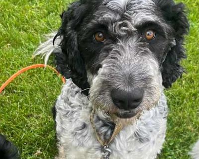 Awassi - Schnoodle/Old English Sheepdog Mix Male Dog for Adoption