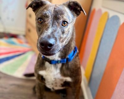 Scrappy Doo the goof who loves you - Pit Bull Terrier & Plott Hound Mix Male Dog for Adoption