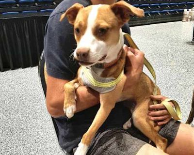 Leah - Chihuahua/American Staffordshire Terrier Mix Female Dog for Adoption
