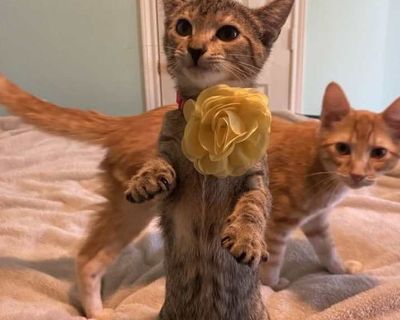 Cleo - Domestic Shorthair Female Kitten for Adoption