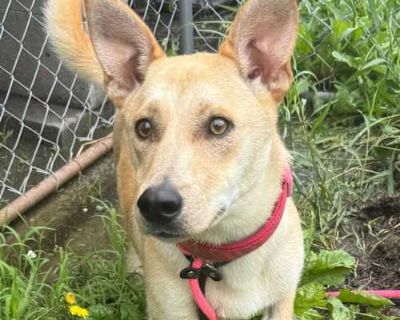 Moose - Pembroke Welsh Corgi/Labrador Retriever Mix Male Dog for Adoption