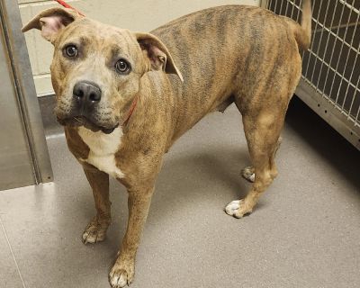 Health Vaccinations up to date, spayed / neutered.. Puppy Female Medium