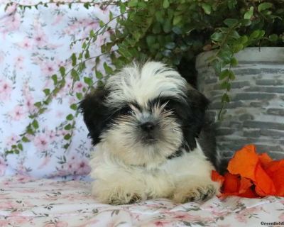 Kineta - 9 Weeks Female Shih Tzu Puppy for Sale