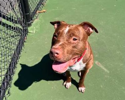 Jax - American Pit Bull Terrier Male Dog for Adoption