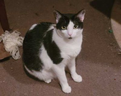 Grumpy - American Shorthair Female Cat for Adoption