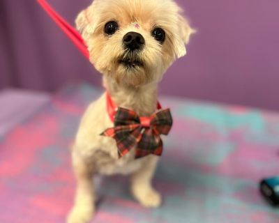 Lucy - Maltese Female Dog for Adoption