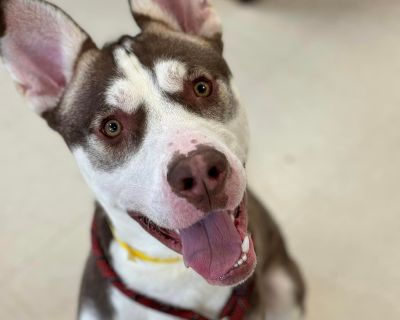 Maverick - Husky & American Bully Mix Male Dog for Adoption