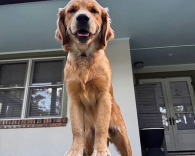 Golden Retriever-female 8 months old