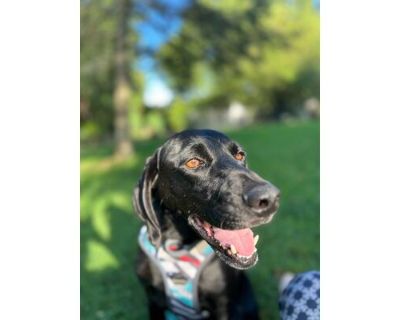 Loki - Coonhound/Plott Hound Mix Male Dog for Adoption