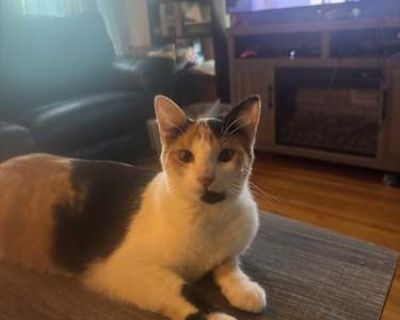 Tabitha\/Tory - Domestic Shorthair Female Cat for Adoption