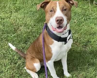 Bear - Labrador Retriever & Pit Bull Terrier Mix Male Dog for Adoption