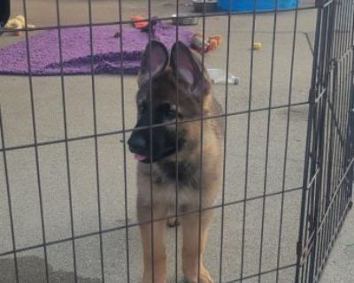 German Shepherd puppies