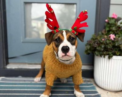 ***Please note, once completing the initial screen you will be connected with the placement for a video chat. Transports run every few weeks and we will have the dog on the next available transport once approved. If you are not able to accept a dog until a specific time period, please apply at that time*** We are a volunteer run rescue and donate our time to these dogs. IF you are not serious a...