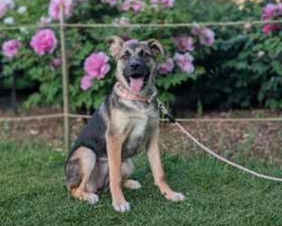 Everywhere - German Shepherd Dog/Shepherd (Unknown Type) Mix Female Puppy for Adoption