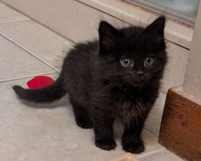 Comet (Bonded to Sirius) - Maine Coon Male Cat for Adoption