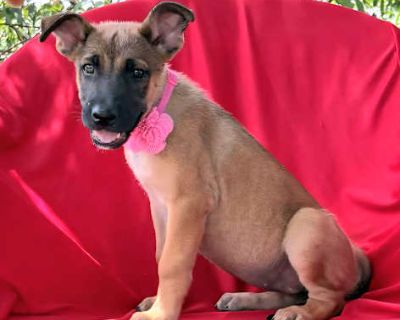 Sky - German Shepherd Dog/Belgian Shepherd Mix Female Puppy for Adoption