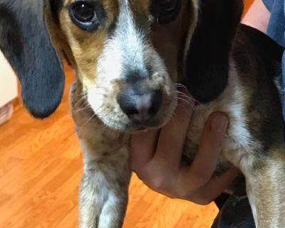 Full-blooded male 8 month old, all shots up to date, housebroken