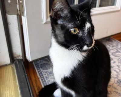 Child. Black & white or tuxedo. Hair: short. Meet Ozzie, a charming 6-month-old black and white kitten with a personality as unique as his looks. This little guy is a true character who will keep you laughing all day long. Ozzie's favorite pastime is being your shadow he'll happily follow you from room to room, supervising all your activities. He has a healthy appetite and loves his food, so be...