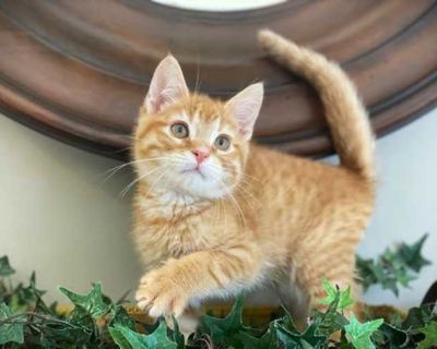 Tangerine - Domestic Mediumhair Male Cat for Adoption