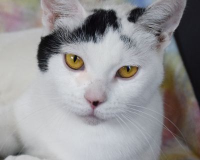 Odette - Domestic Short Hair & Tuxedo Mix Female Cat for Adoption