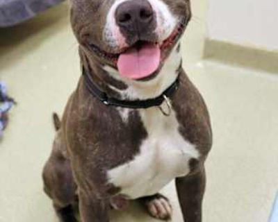 McKee - American Pit Bull Terrier Male Dog for Adoption