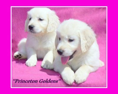 Puppyfind best sale golden retriever