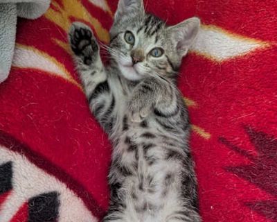 Pop Tart - Domestic Shorthair Male Cat for Adoption