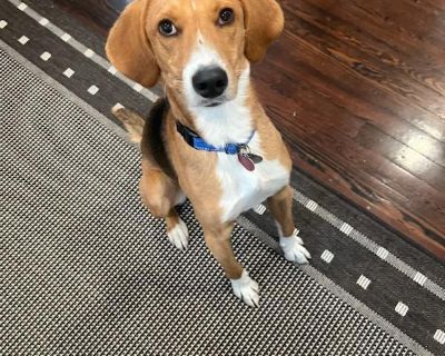 Fiddle - Fun Loving Boy! - Hound & Beagle Mix Male Dog for Adoption