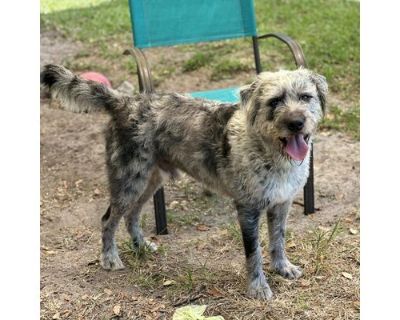 Rocket - Poodle (Standard)/Australian Shepherd Mix Male Dog for Adoption