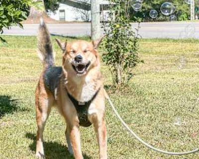 Owen - German Shepherd Dog Male Dog for Adoption