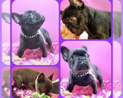 Rosie - French Bulldog Female Puppy for Sale